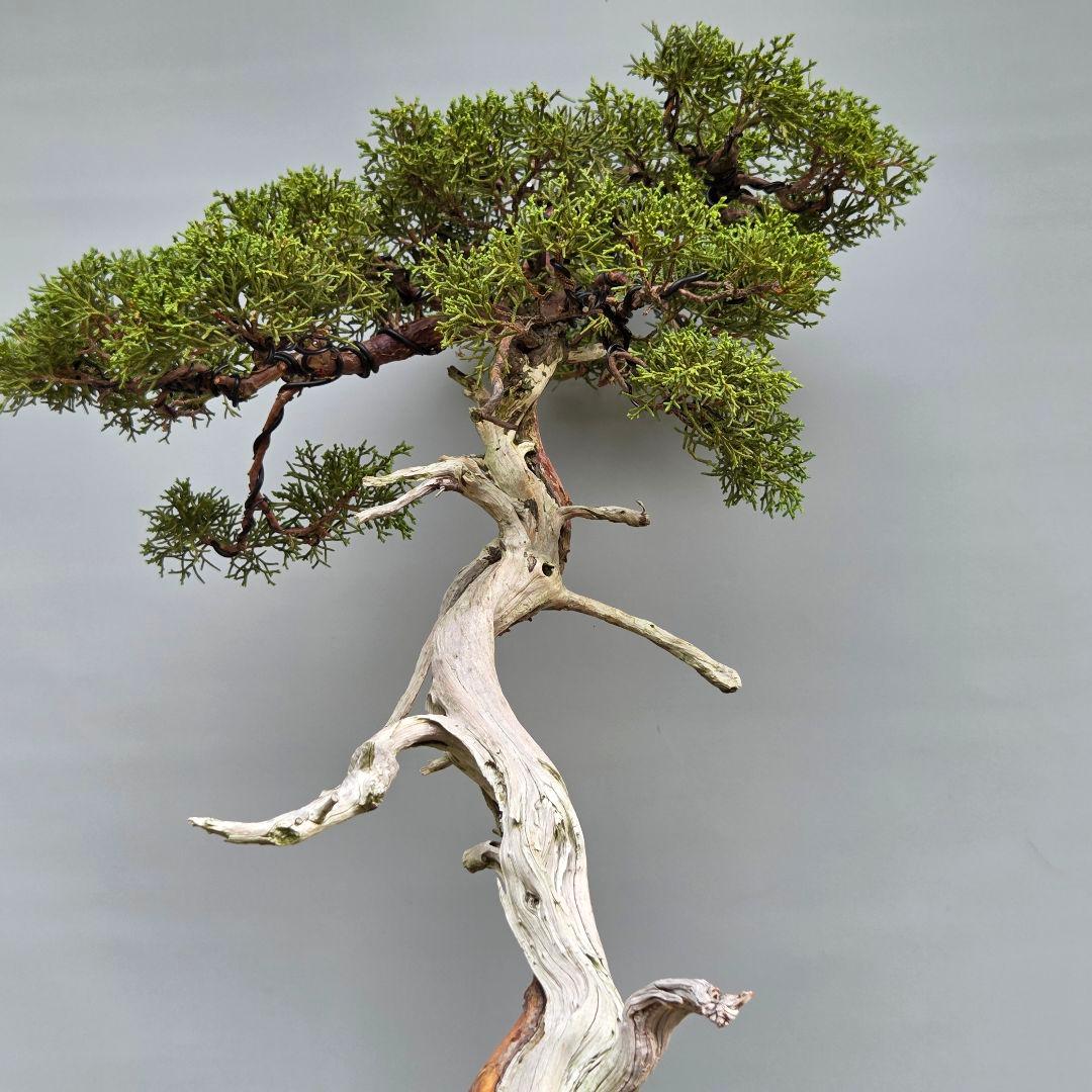 真柏　[山採り文人木]　大品盆栽