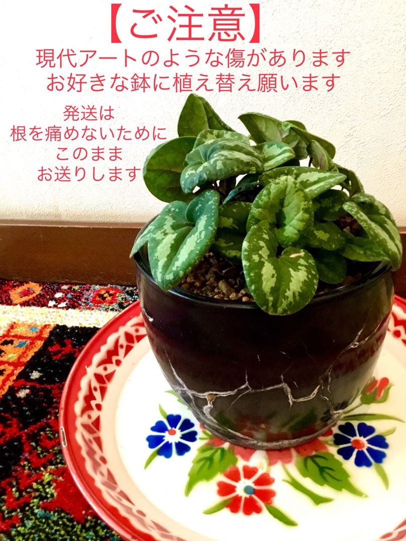 天然＊野生【全て今春の新芽＊お花沢山/カンアオイ＊寒葵】瑞々しく勢い炸裂！