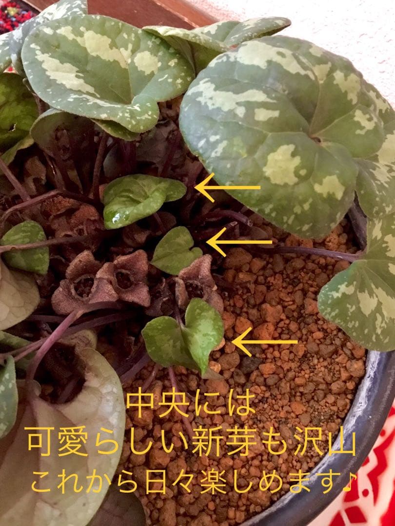 天然＊野生【全て今春の新芽＊お花沢山/カンアオイ＊寒葵】瑞々しく勢い炸裂！