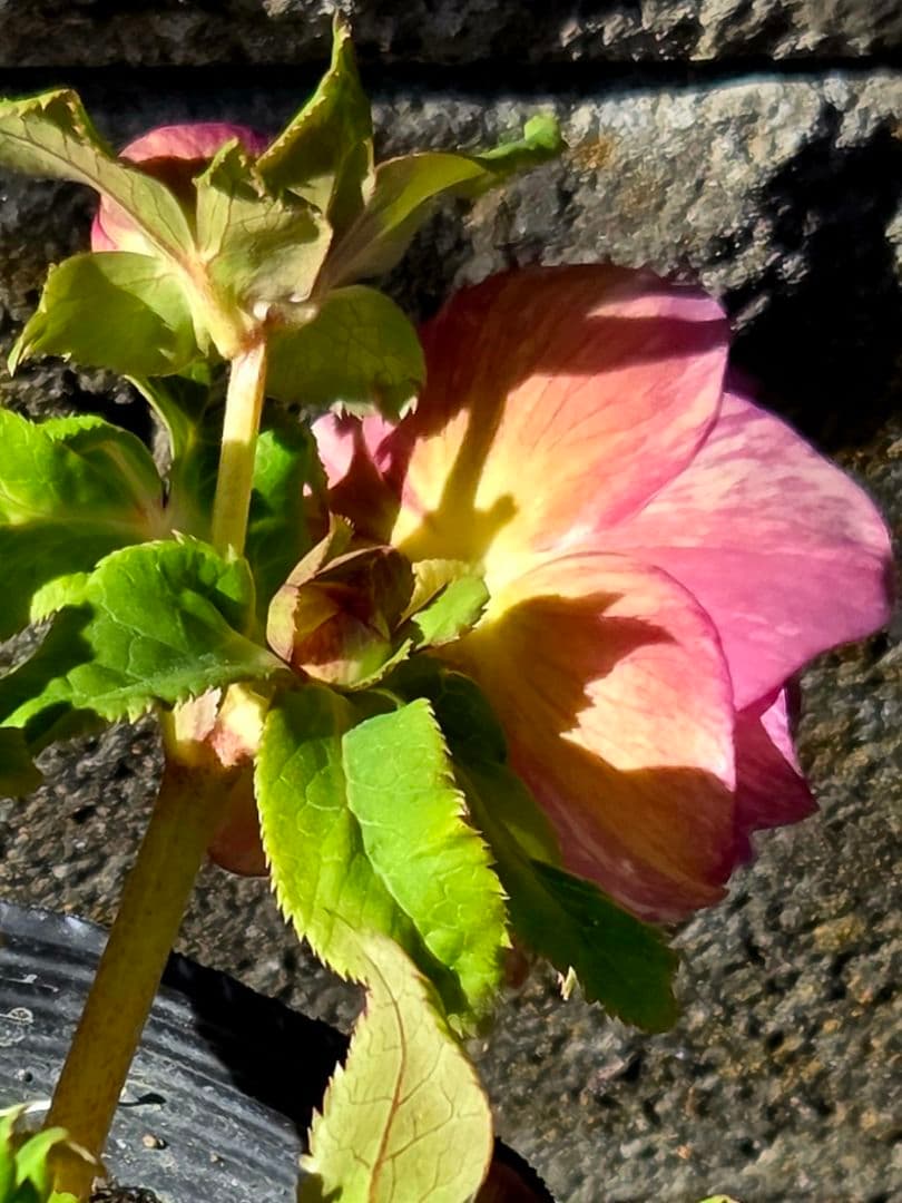 クリスマスローズ　絞り　ユキノリ