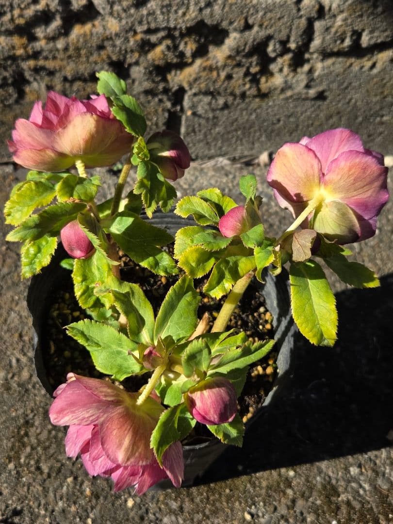 クリスマスローズ　絞り　ユキノリ