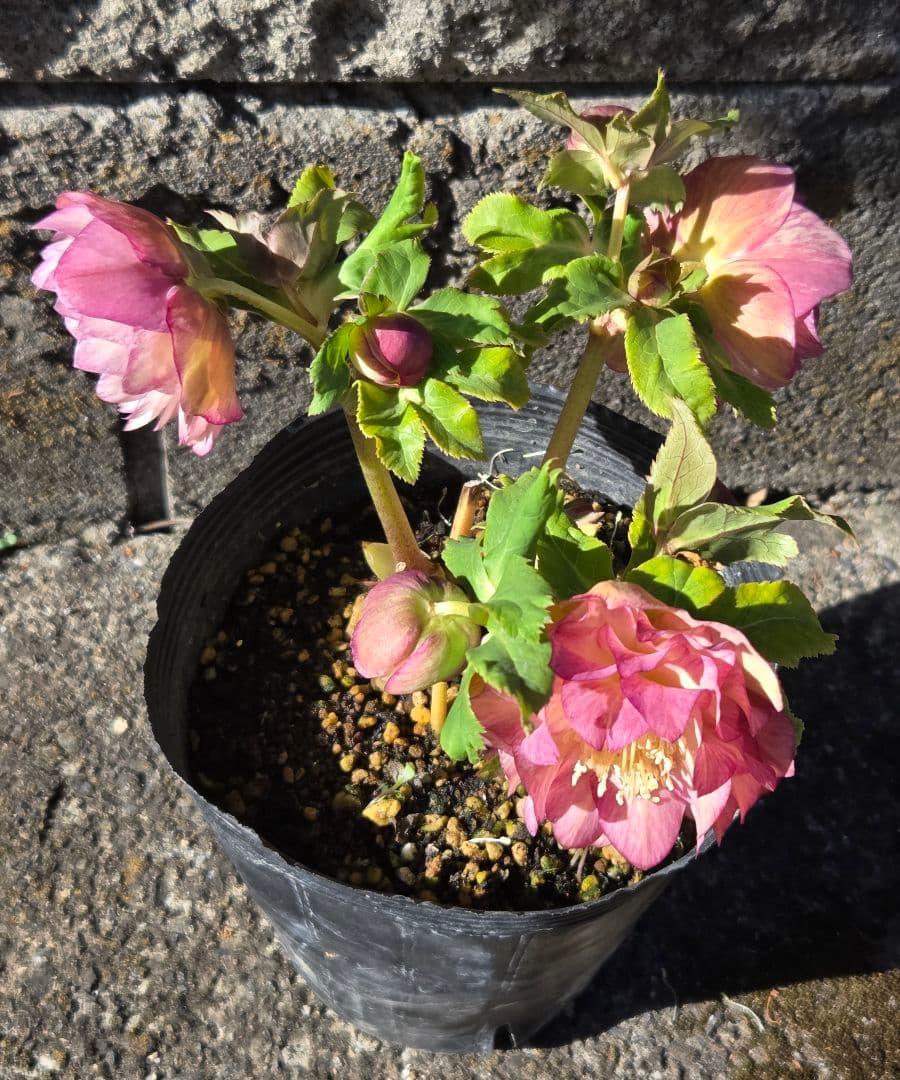 クリスマスローズ　絞り　ユキノリ