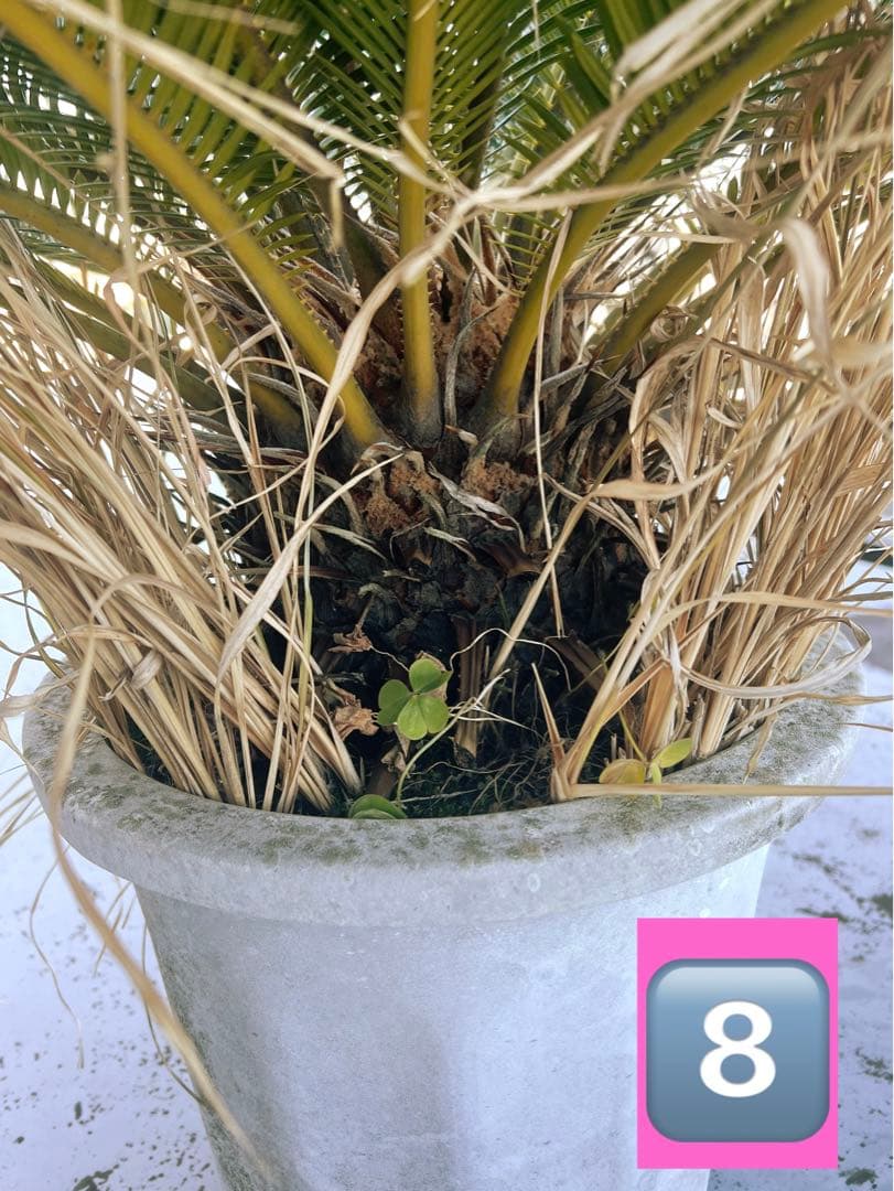 蘇鉄（ソテツ）