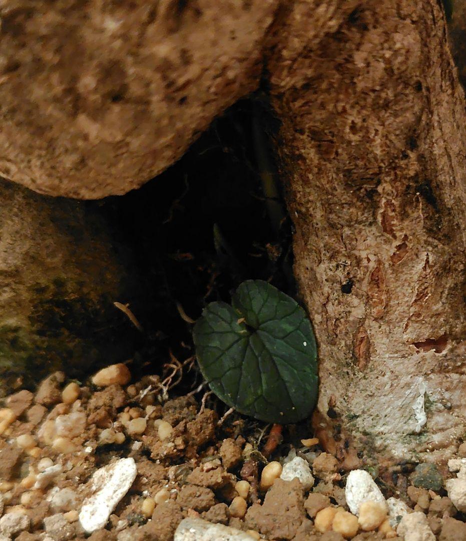 唐子木楓盆栽！