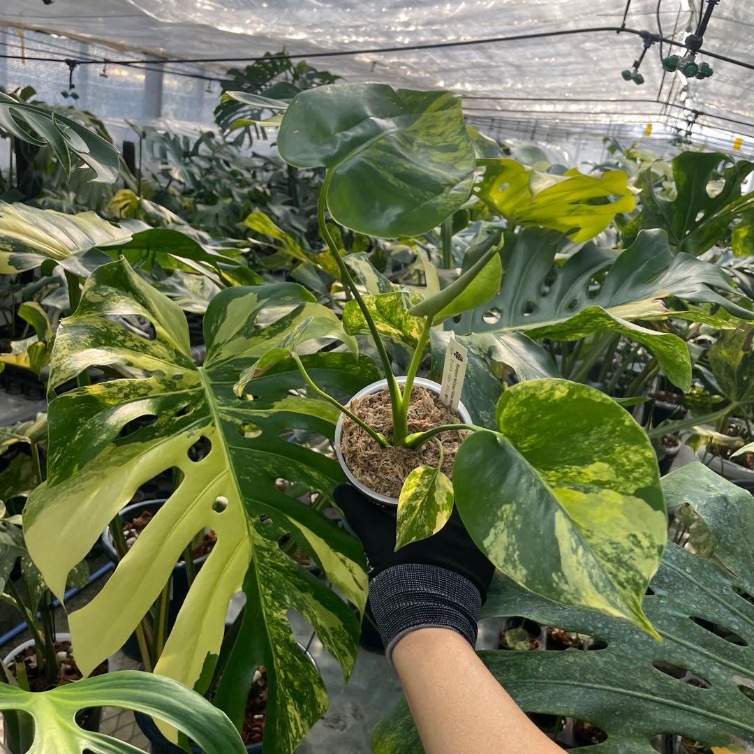 MS12 モンステラ　イエローマリリン　黄斑入り