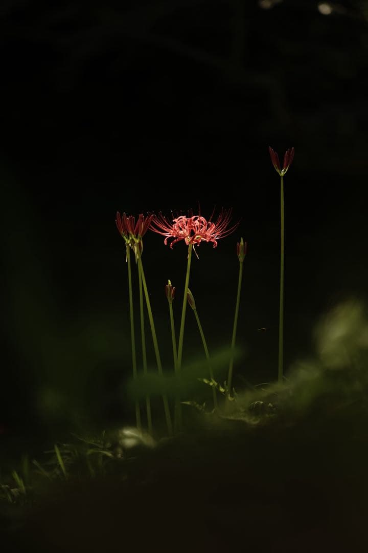 作例付き　Konica HEXANON AR 100mm F2.8 管mpr