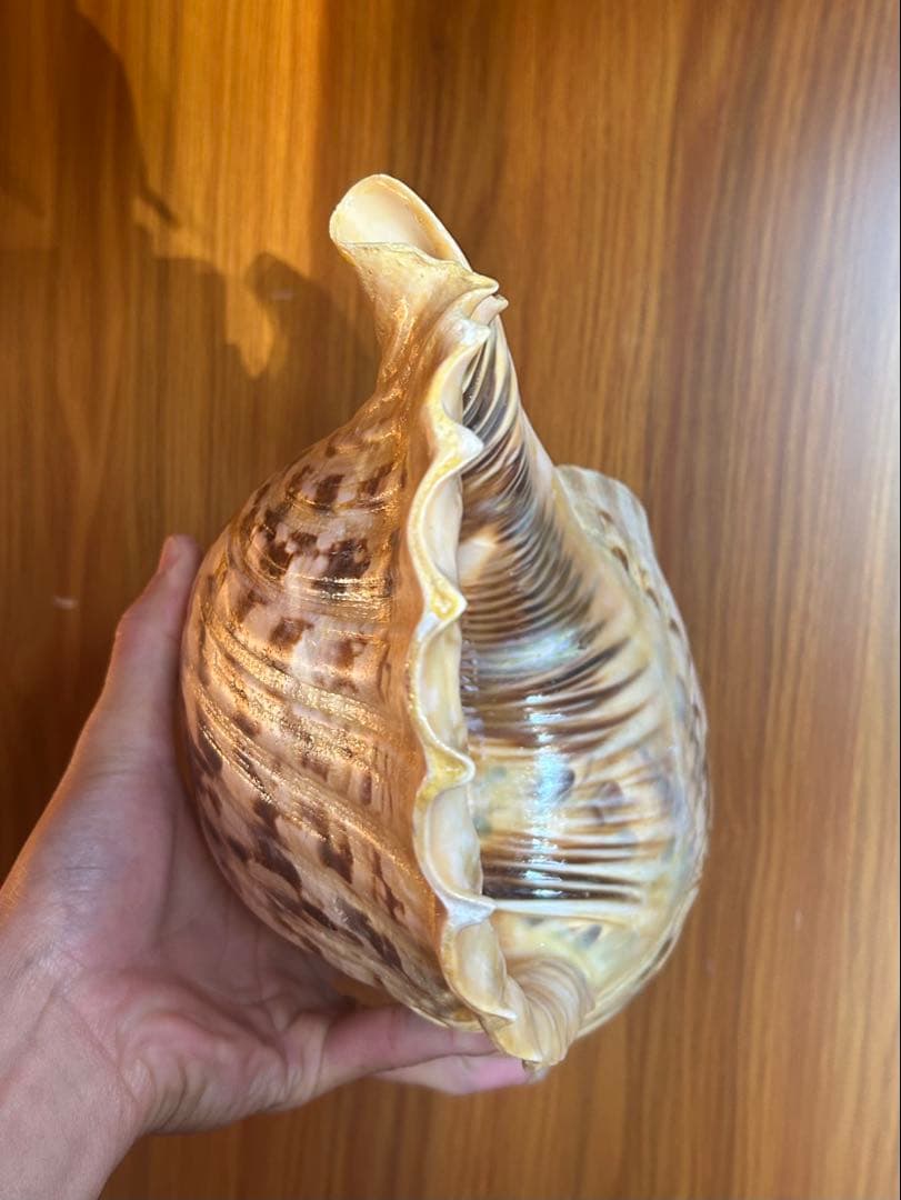 法螺貝　特大直線40cm 1750g