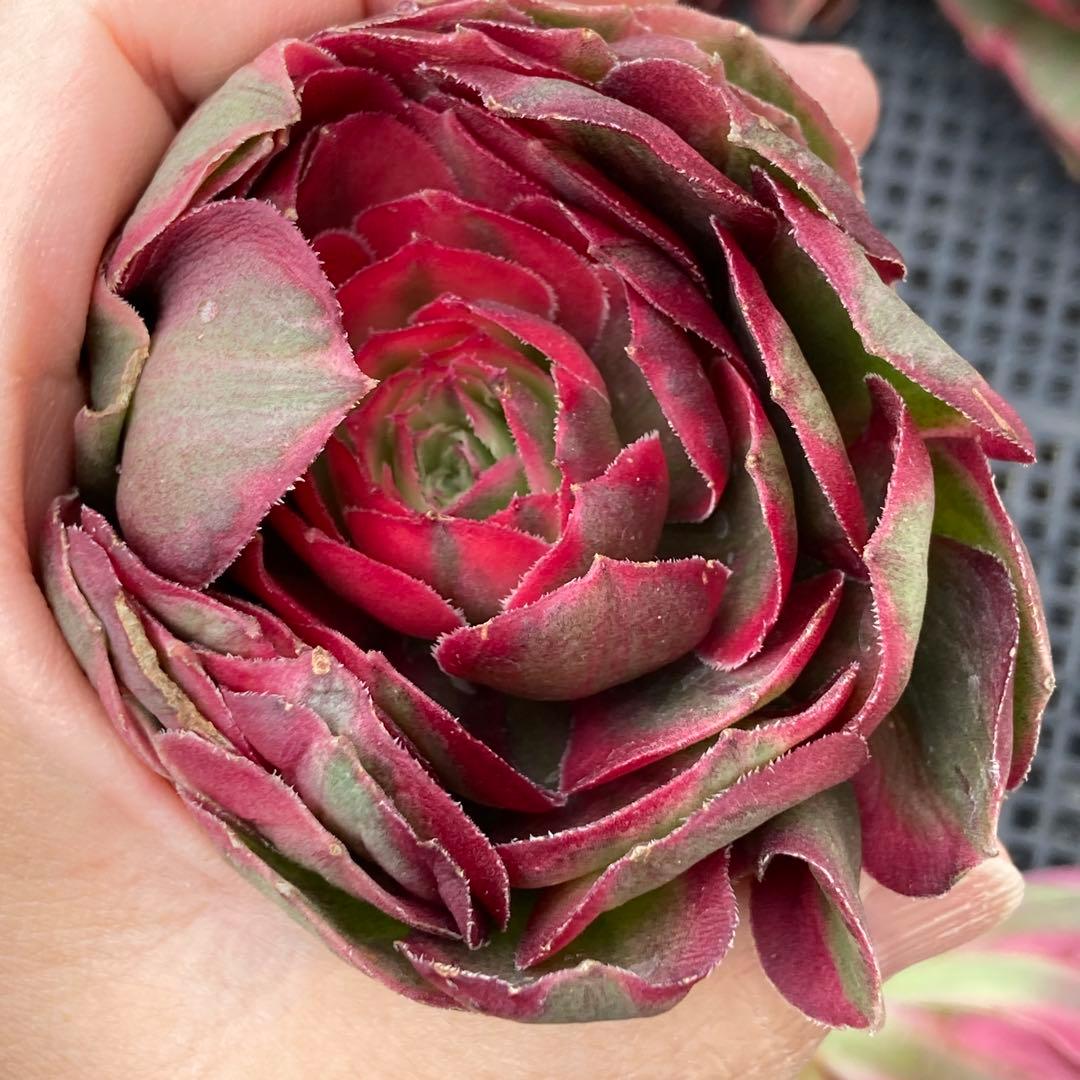 アエオニウム　韓国苗　オクス　多肉植物　ポコ多肉