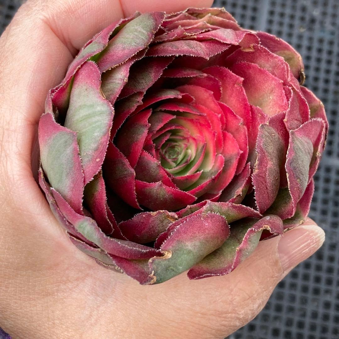 アエオニウム　韓国苗　オクス　多肉植物　ポコ多肉
