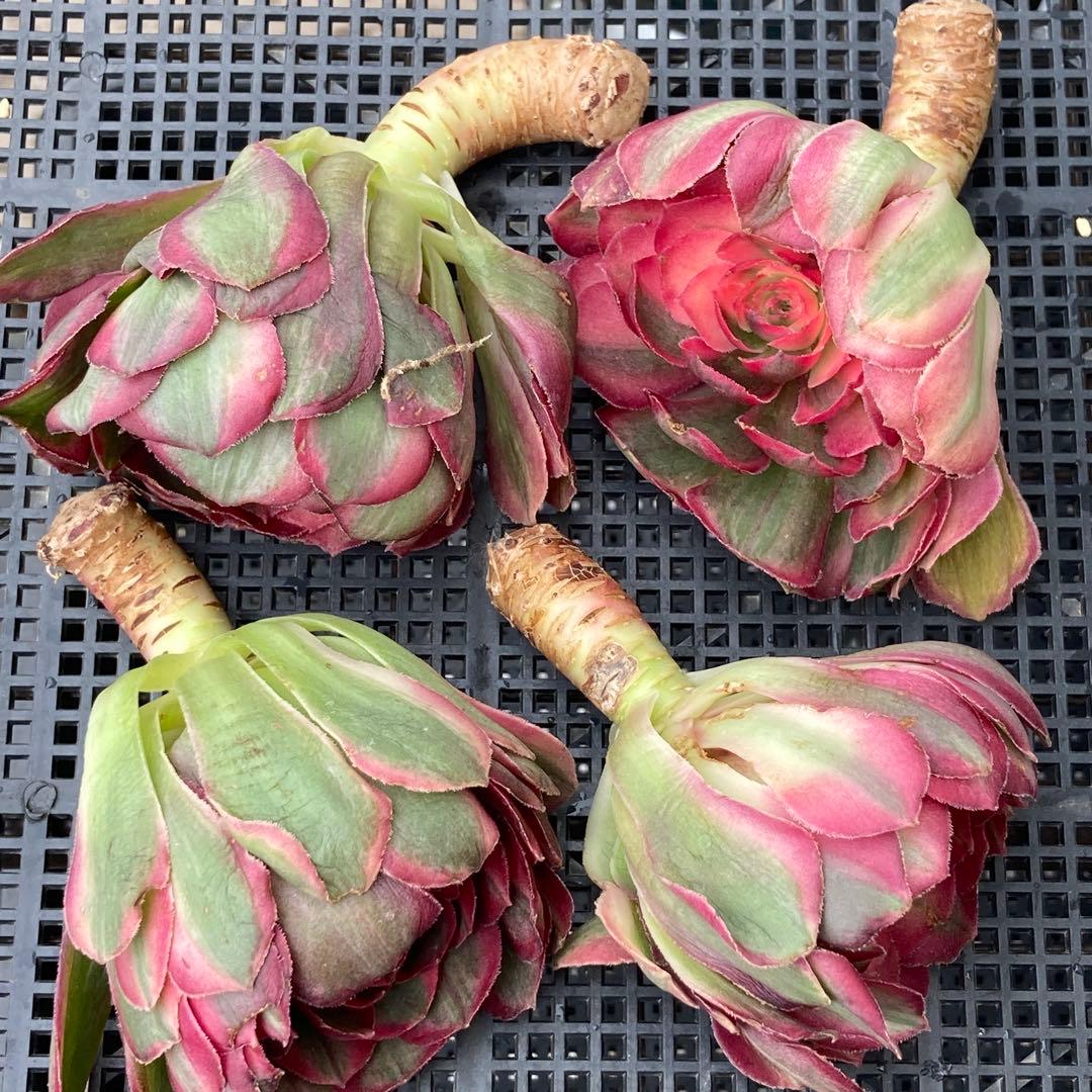 アエオニウム　韓国苗　オクス　多肉植物　ポコ多肉