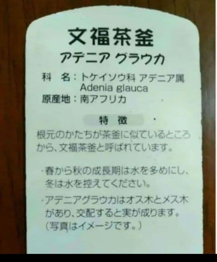 【専用】アデニア グラウカ 塊根植物 名札付き