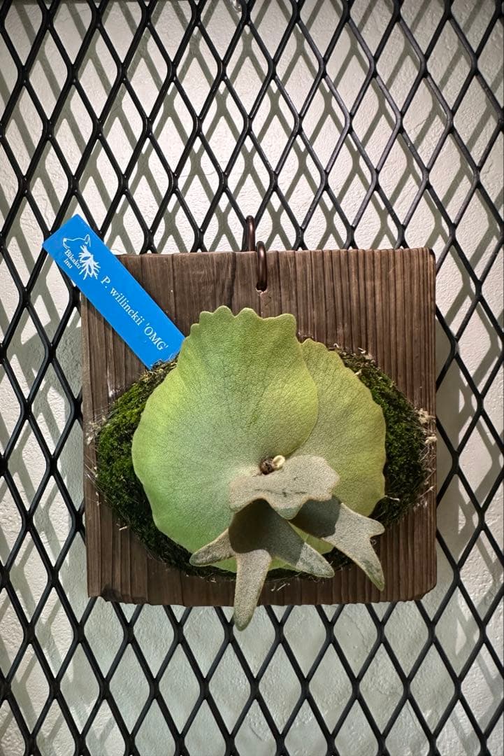 ビカクシダ P.Willinckii 'OMG' oc