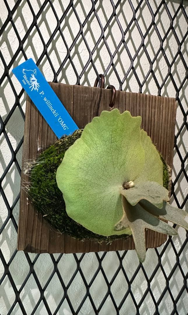 ビカクシダ P.Willinckii 'OMG' oc