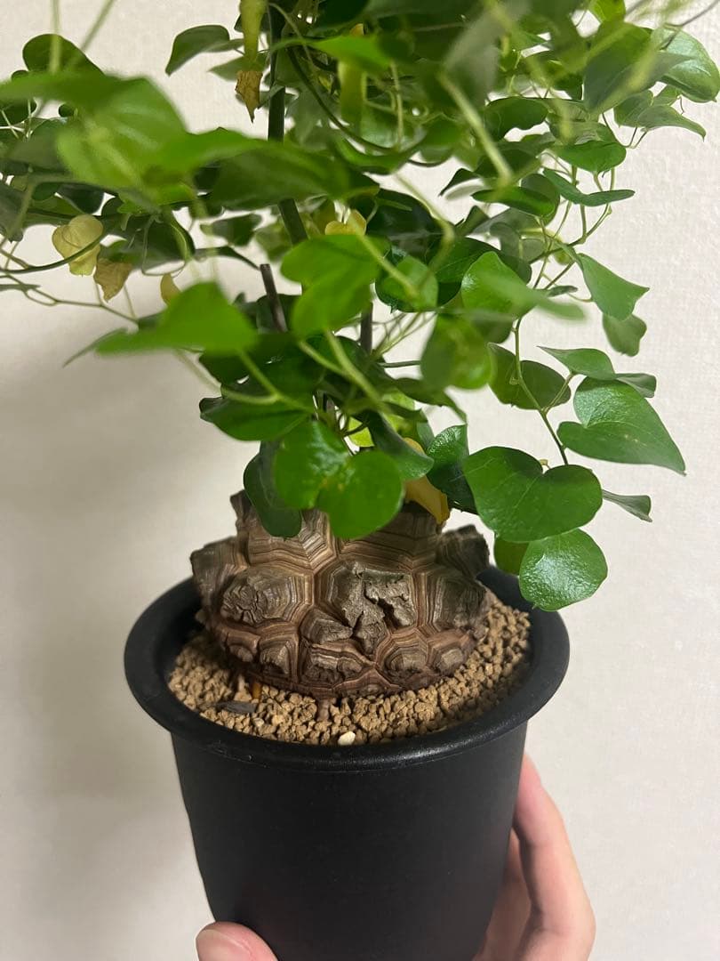 4寸鉢　亀甲竜　良形美株