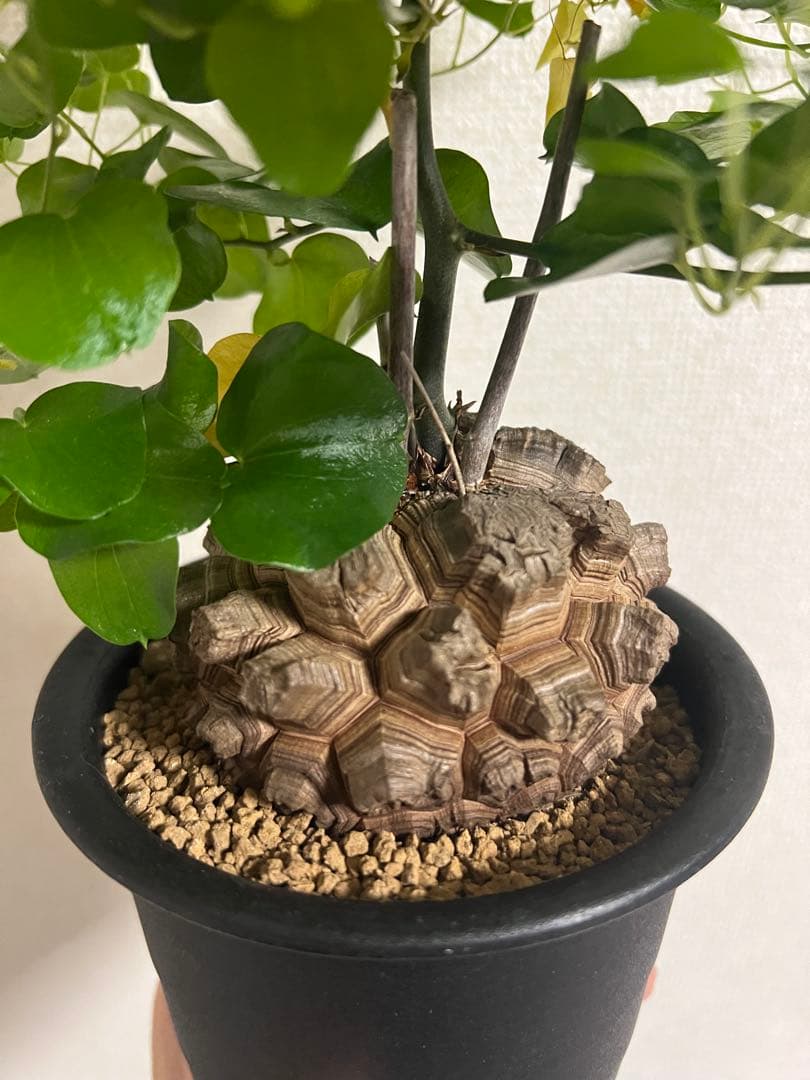 4寸鉢　亀甲竜　良形美株