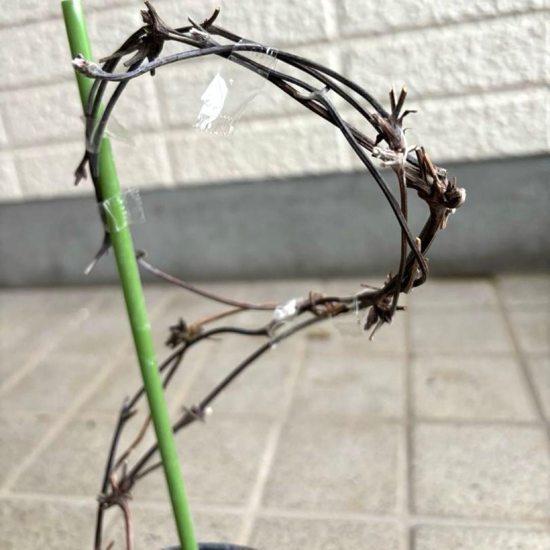 クレマチス　苗　マクロペタラ　ウェッセルトン　蔓　宿根草