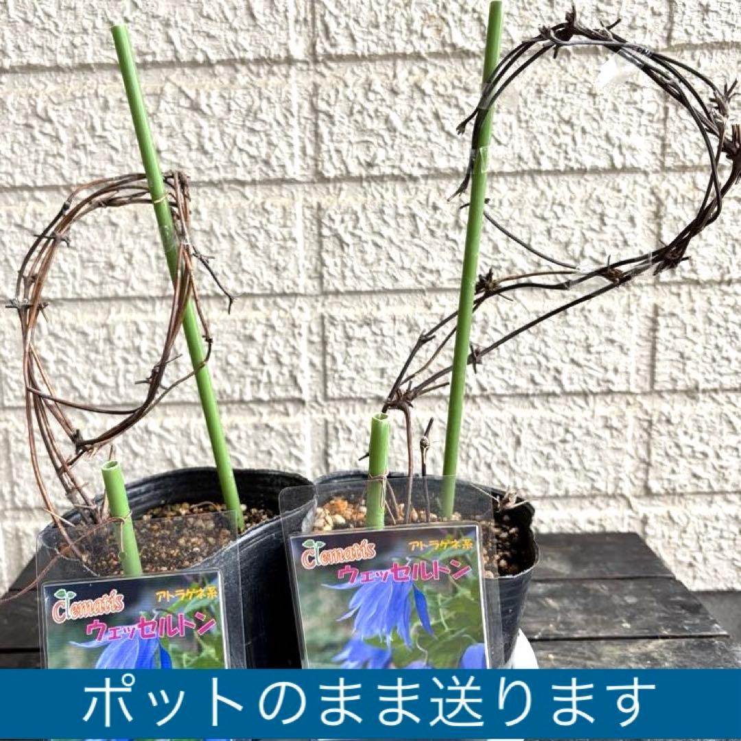 クレマチス　苗　マクロペタラ　ウェッセルトン　蔓　宿根草