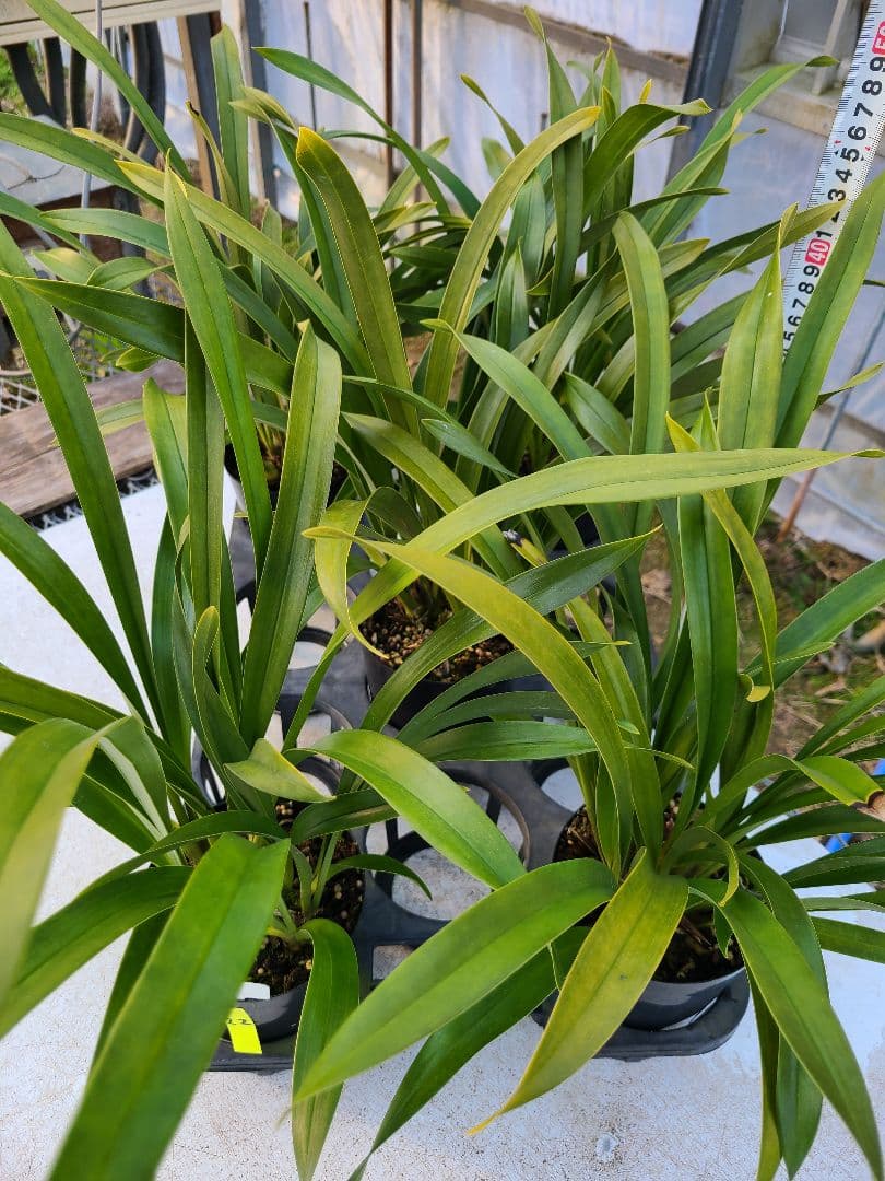 ミスマフェット。花芽合計22個。5鉢セット。蜜蜂誘引蘭。日本蜜蜂