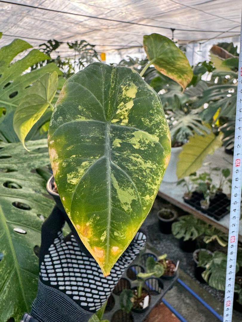 2 アロカシア　マハラニ　ゴールド　黄斑入り