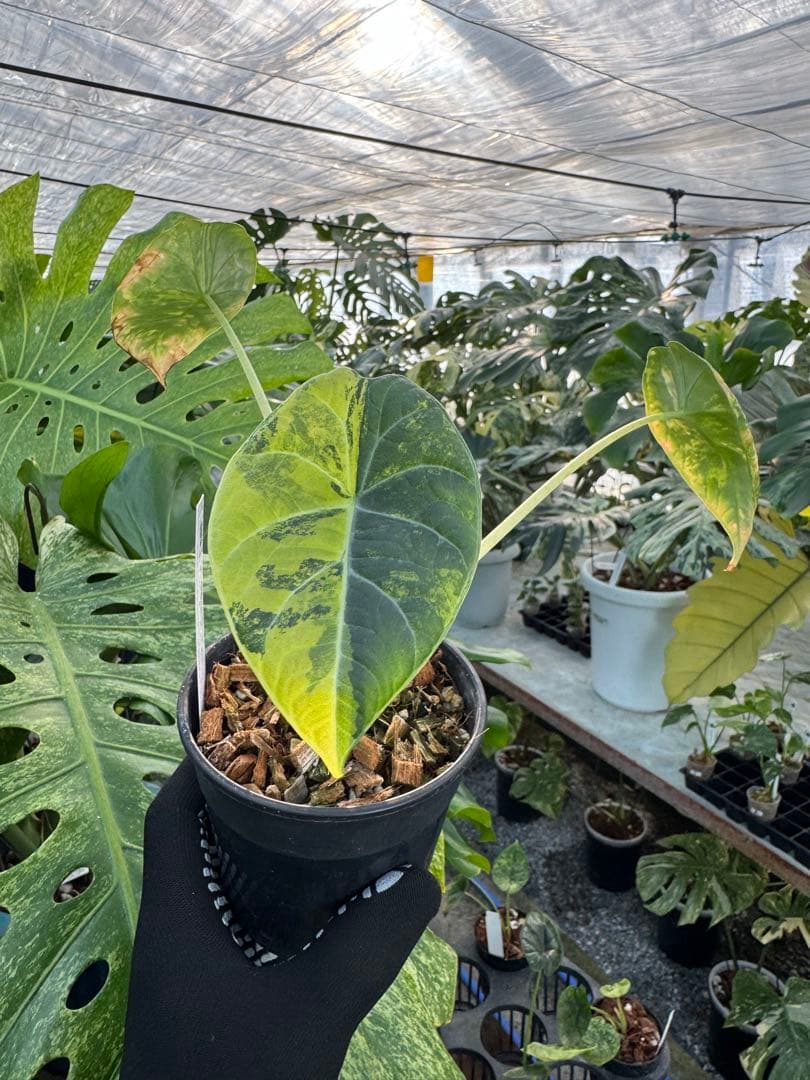 2 アロカシア　マハラニ　ゴールド　黄斑入り