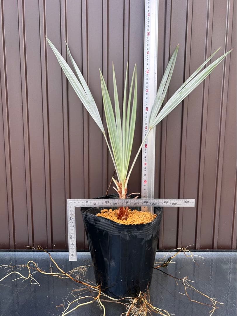 ブラヘア アルマータ E 特白 個体