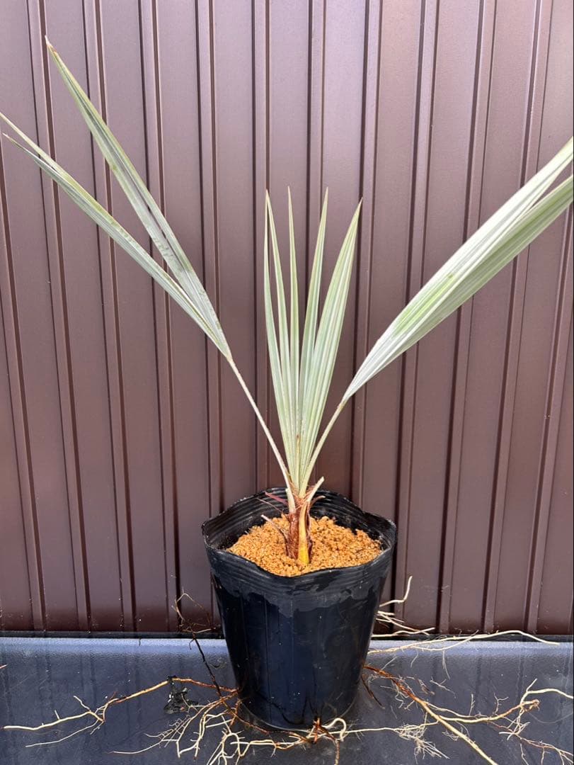 ブラヘア アルマータ E 特白 個体