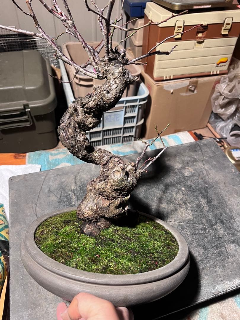 盆栽　紅梅　梅