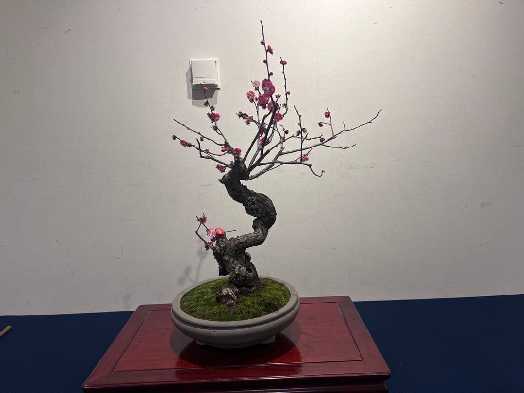 盆栽　紅梅　梅