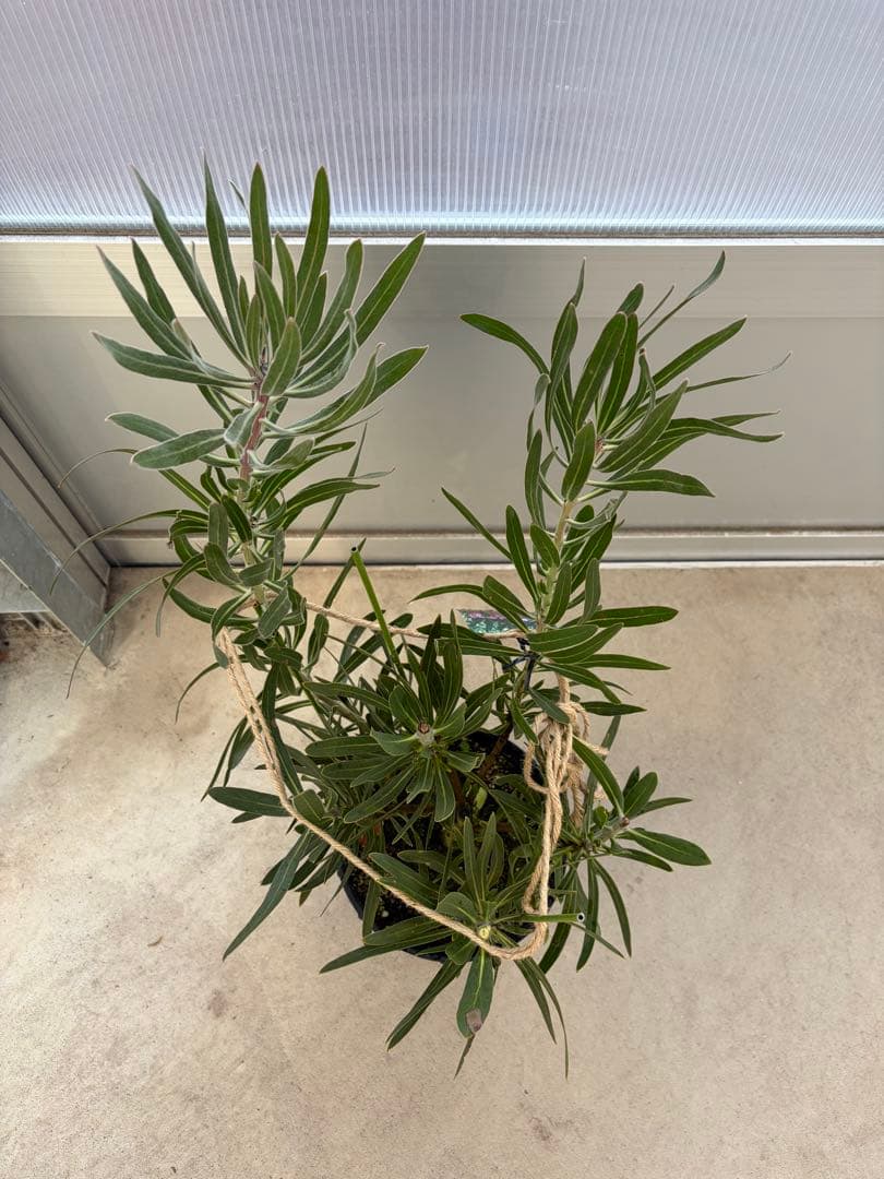 プロテア ピンクミンク　7号鉢　オージープランツ　苗　観葉