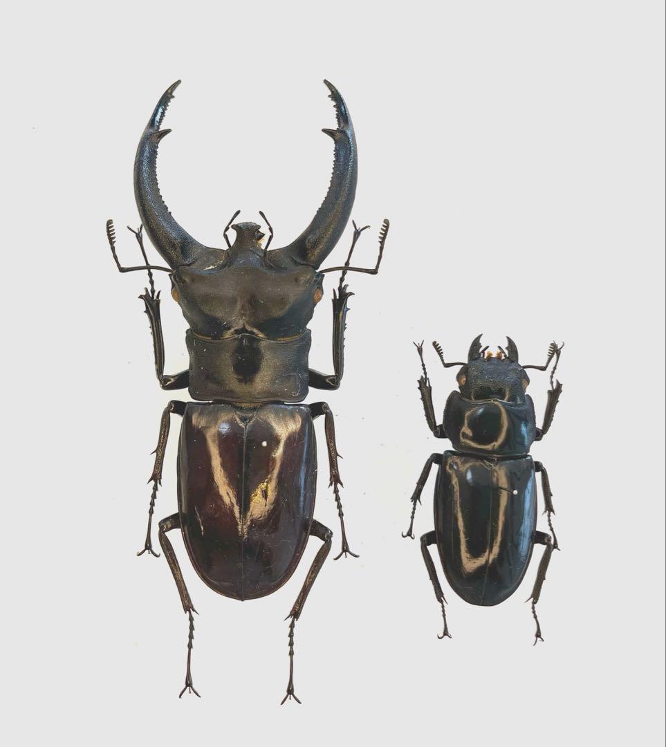 特大リノケロスフタマタクワガタ100アップペア