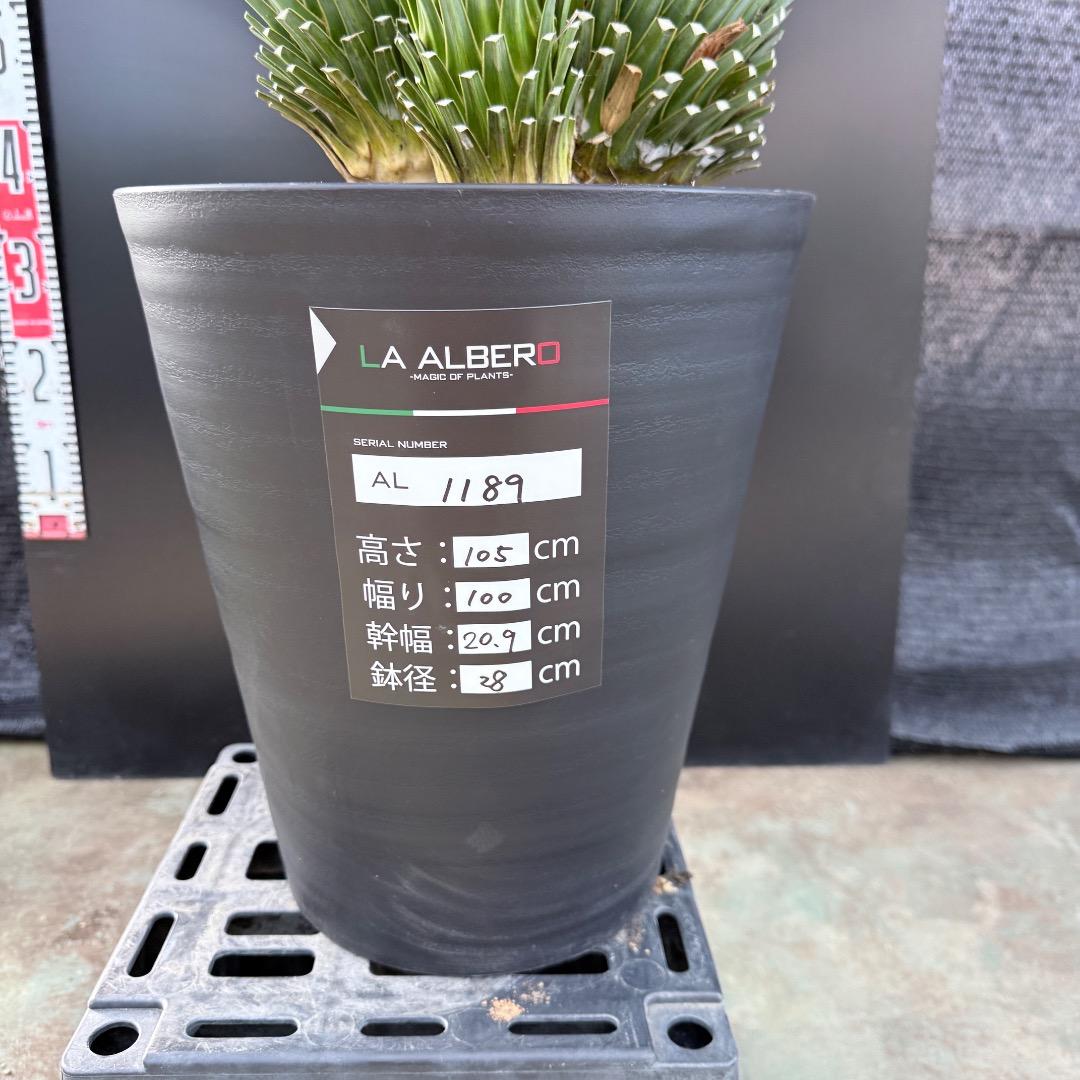 【AL1189】ユッカ　ロストラータ　ランチョブルー 　超希少４分頭