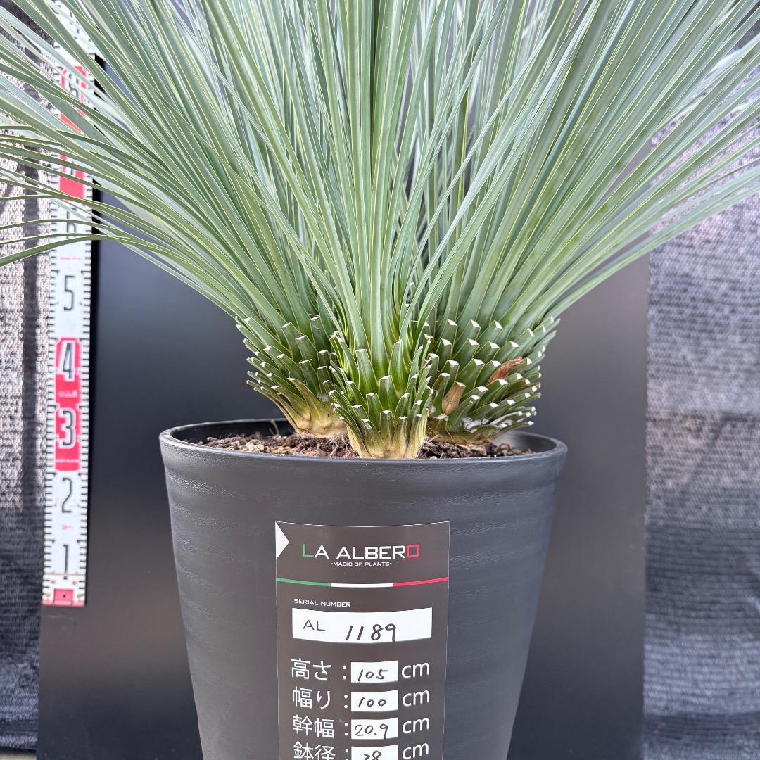 【AL1189】ユッカ　ロストラータ　ランチョブルー 　超希少４分頭