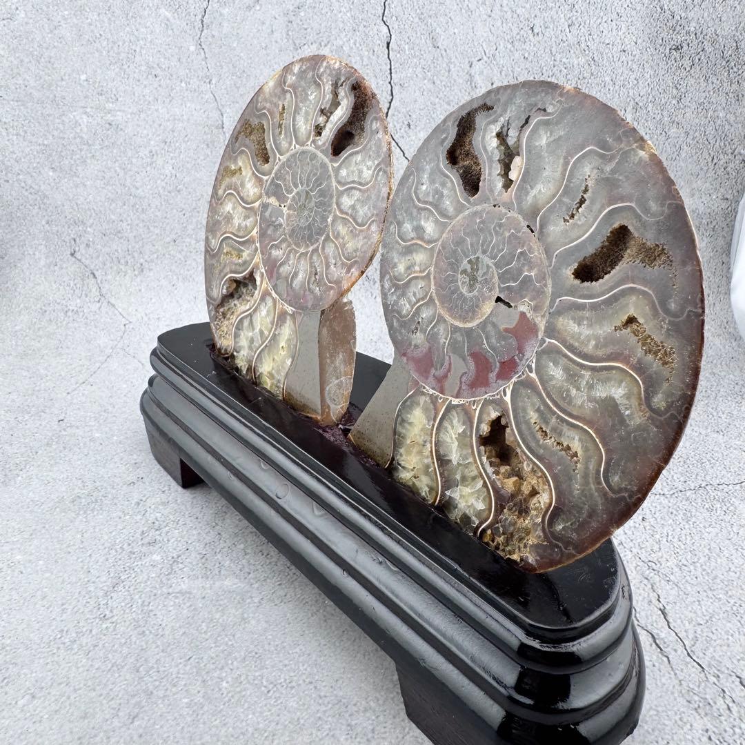 G-138天然アンモナイト 化石 左右対称ペアスライス 台座付き 鑑賞標本