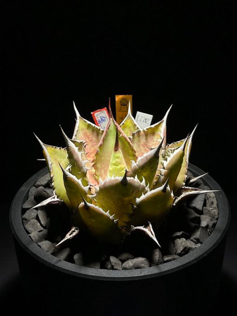 Agave Hybrid \"黑火焔×血雨雷神\"