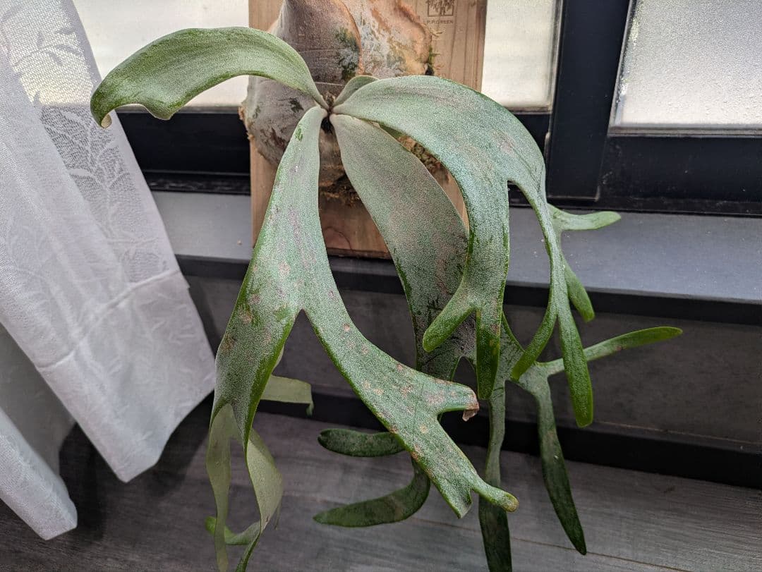 P.willinckii ' White rose 'ホワイトローズ ビカクシダ