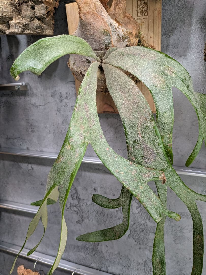 P.willinckii ' White rose 'ホワイトローズ ビカクシダ