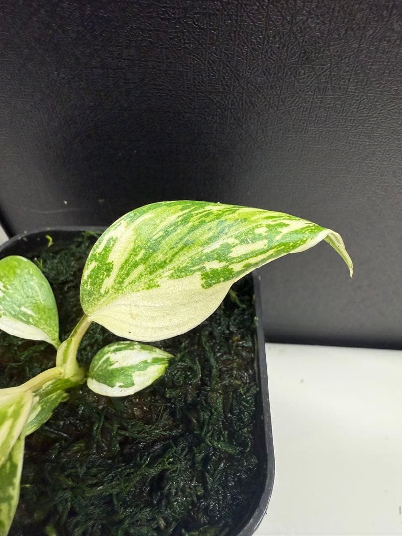 フィロデンドロン　グロリオーサム　トリカラー　斑入り