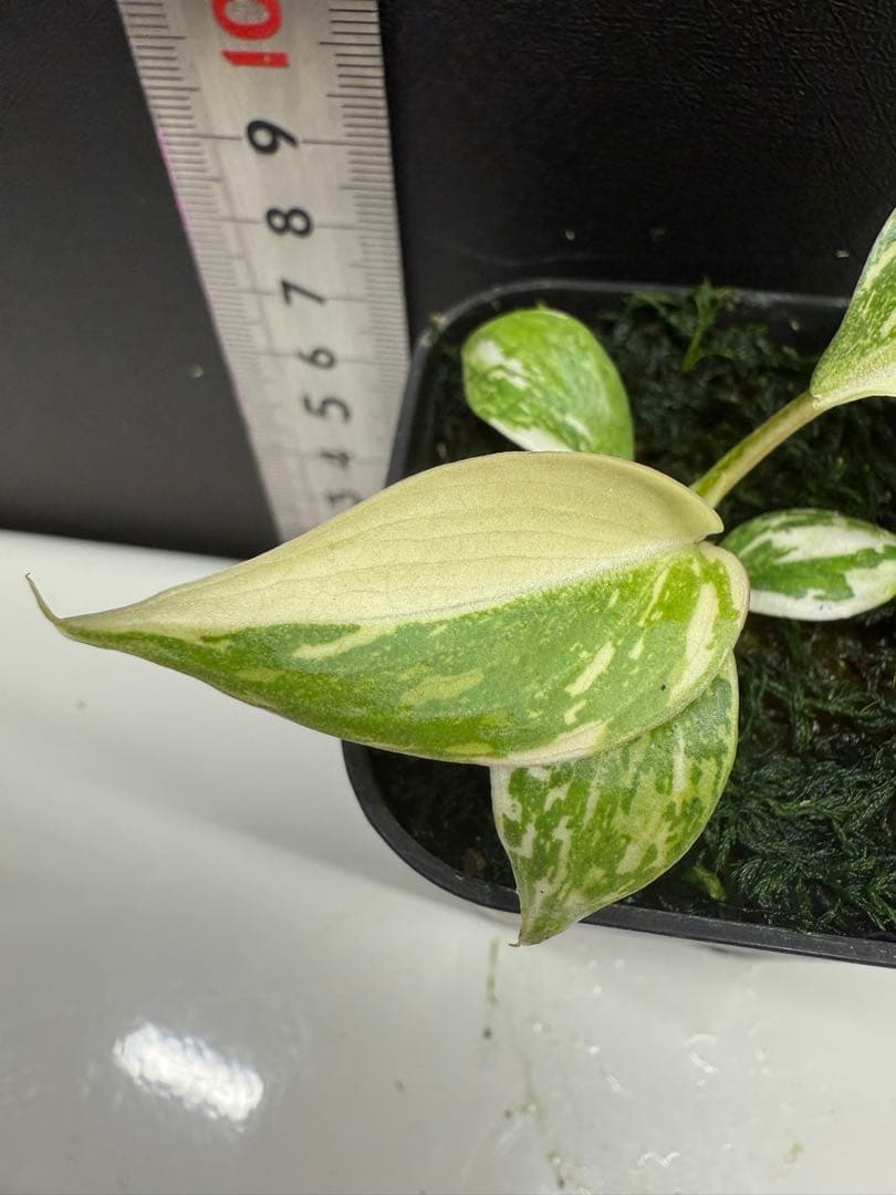 フィロデンドロン　グロリオーサム　トリカラー　斑入り