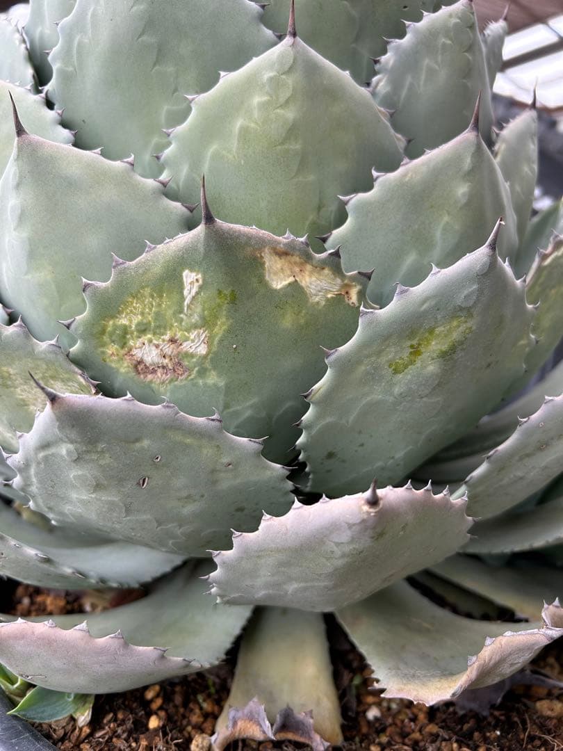 特大パリー　吉祥天　アガベ