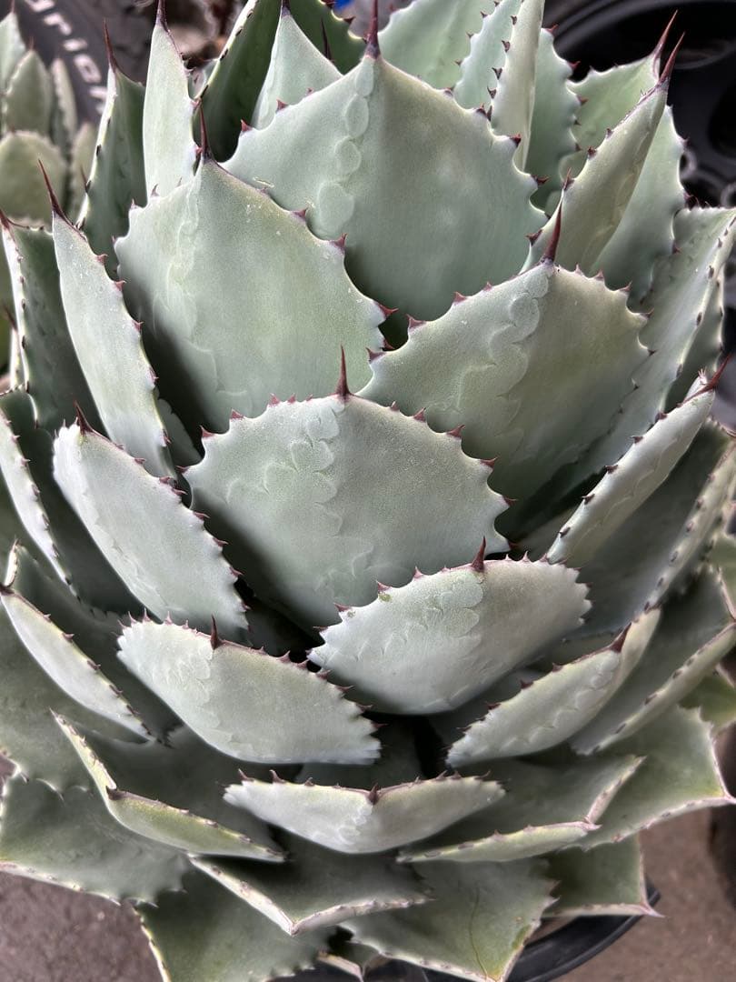 特大パリー　吉祥天　アガベ