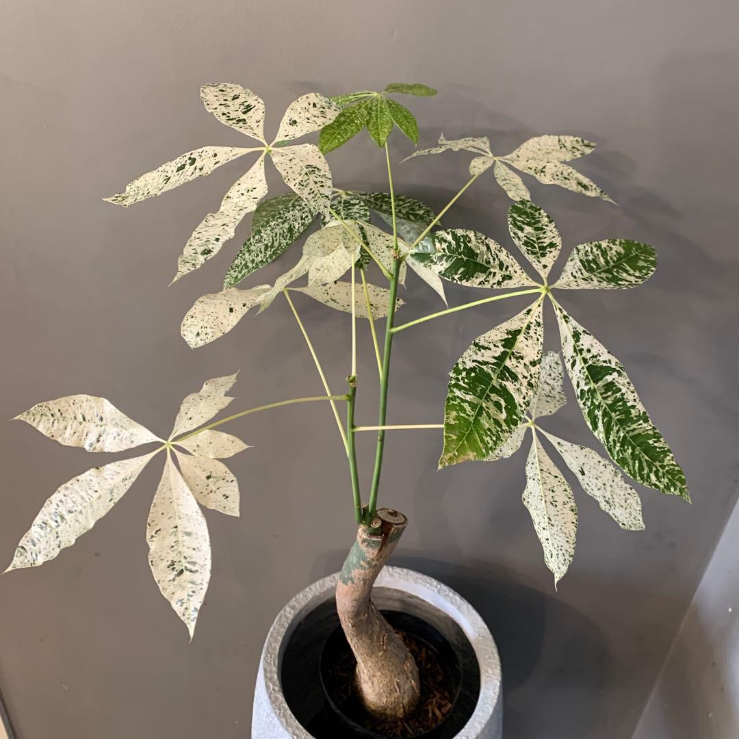 シルバーボーイ