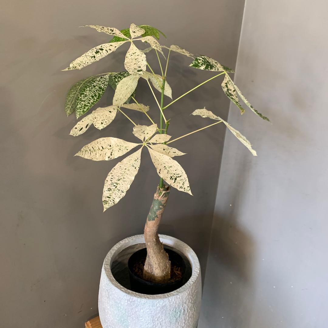 シルバーボーイ