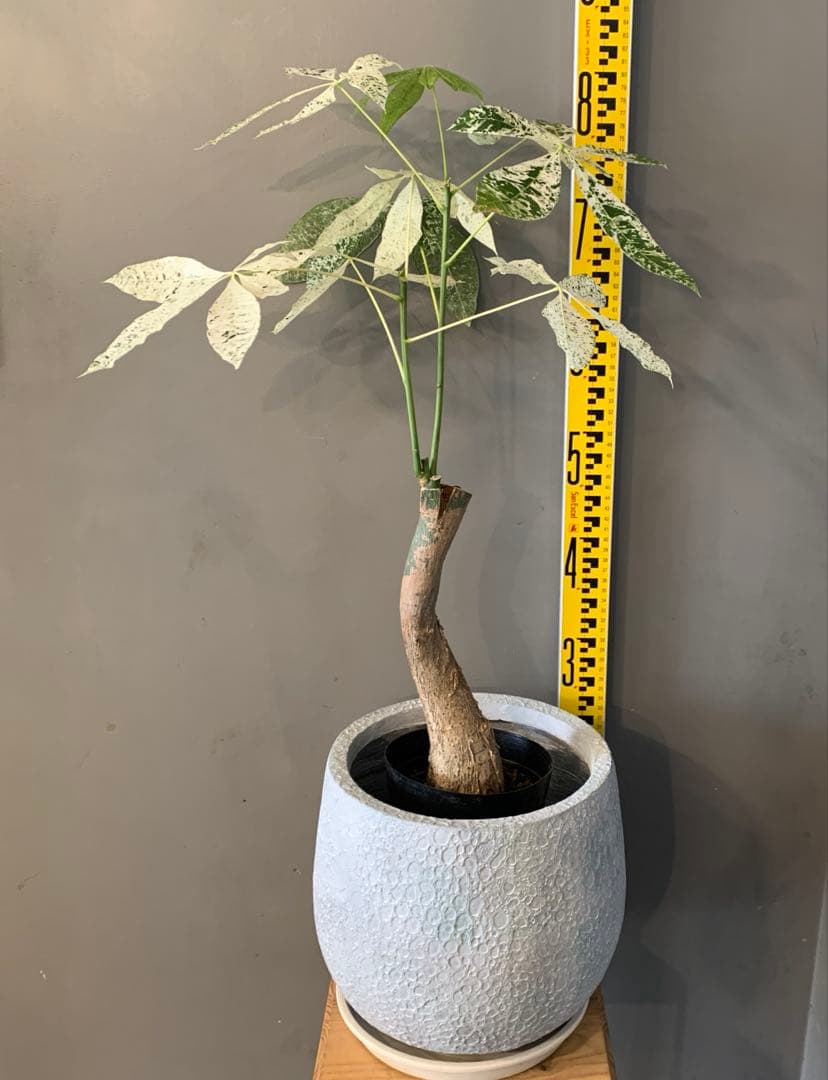 シルバーボーイ