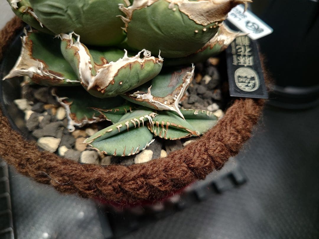 アガベ 麻花龍OC良株