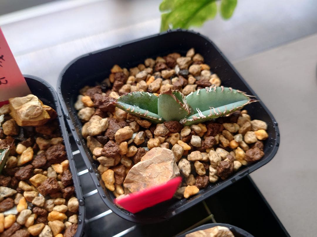 アガベ 麻花龍OC良株