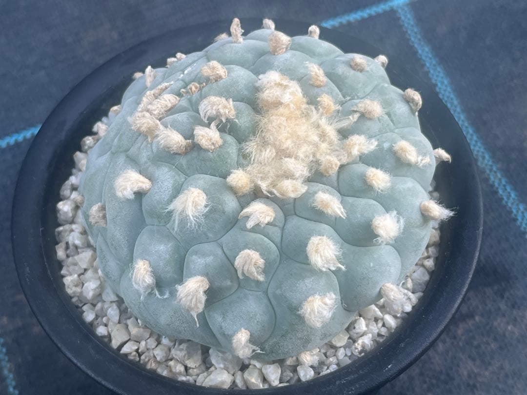 ロフォフォラ　銀冠玉モンスト綴化