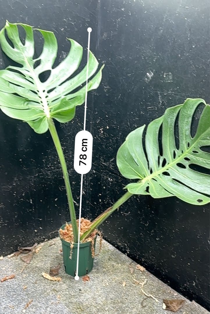 磯*孝様 モンステラデリシオーサマクロコズム超希少系統鉢植え78㎝