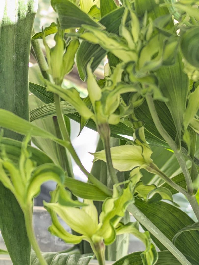 ♡はるかぜ様♡