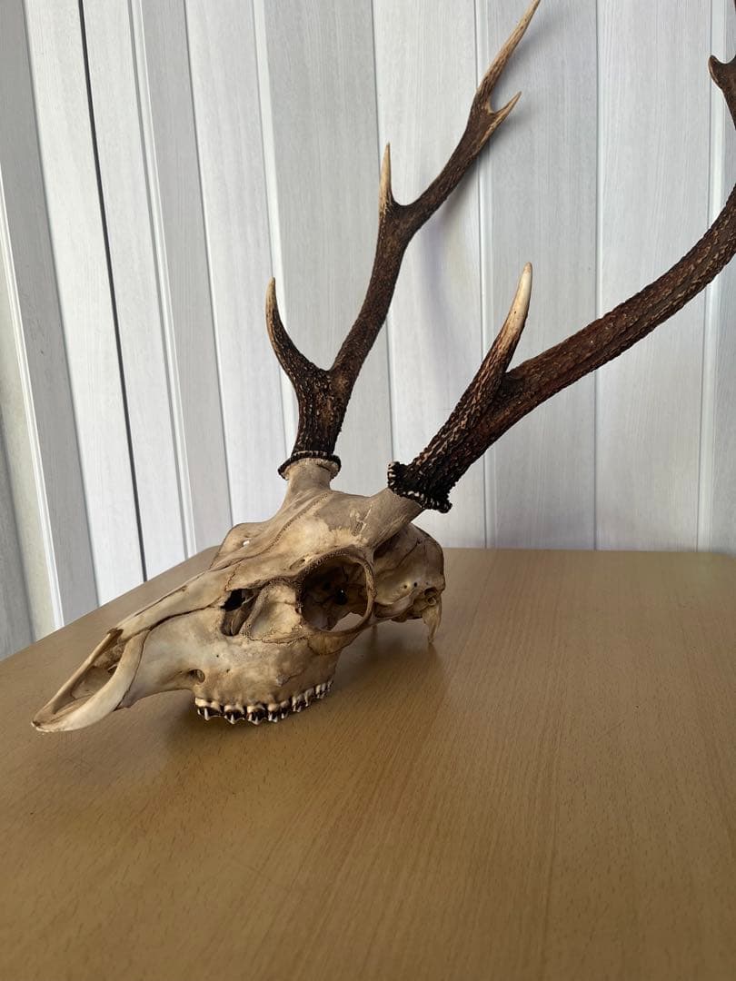 天然日本鹿 角 ハンティングトロフィー