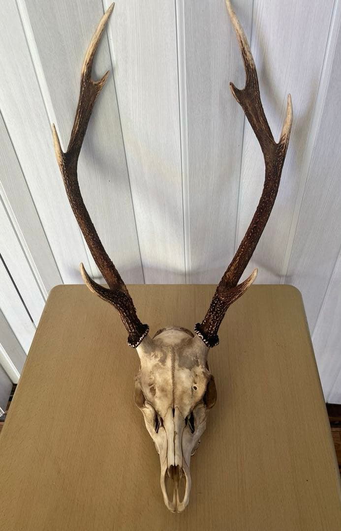 天然日本鹿 角 ハンティングトロフィー